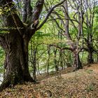 Linden an der alten Steige