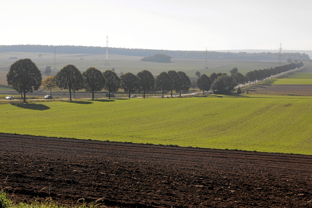 Linden an der B1 vor Helmstedt