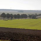 Linden an der B1 vor Helmstedt