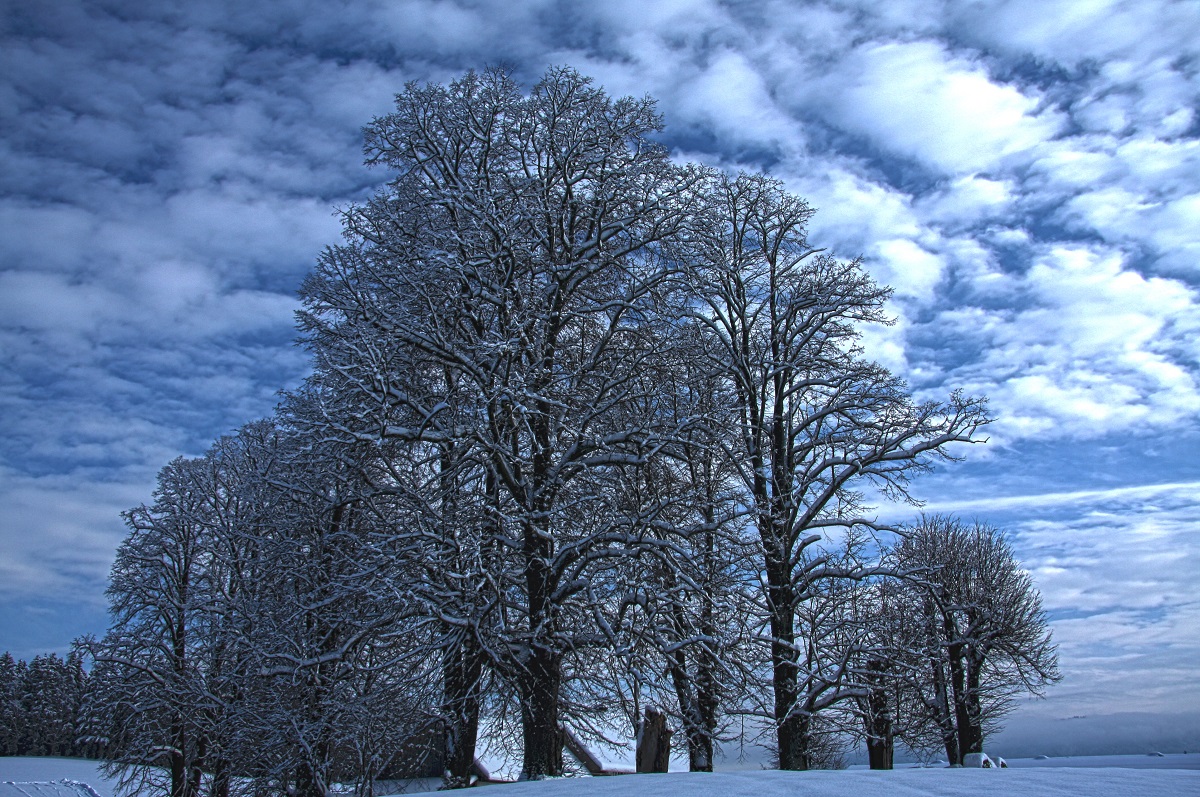 Linden im Winter