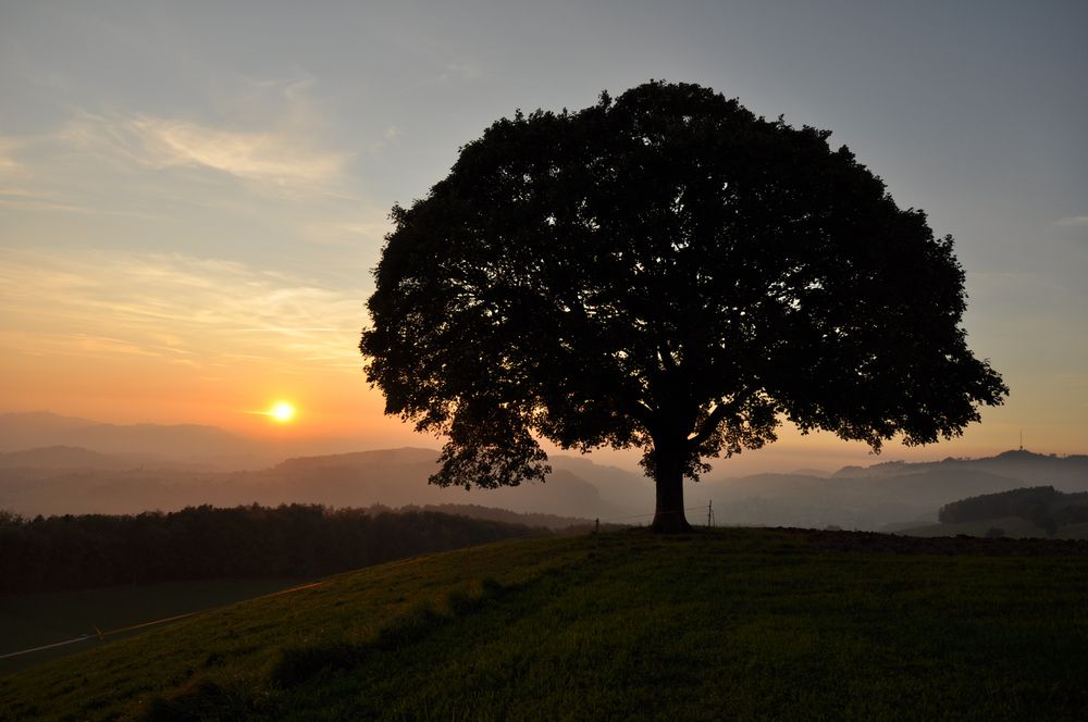 Linden in Autumn Sun Set