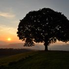 Linden in Autumn Sun Set