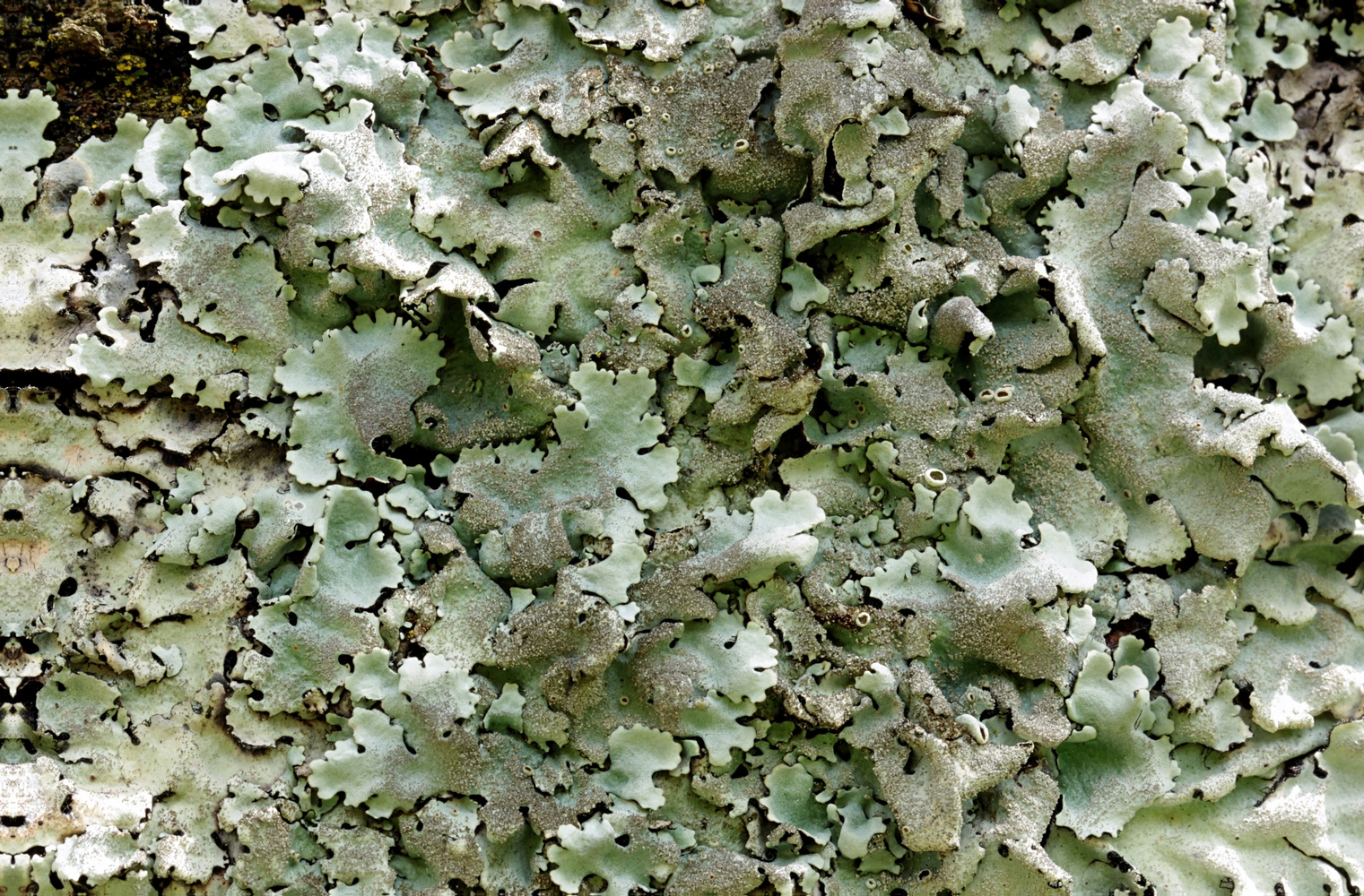 Linden-Schüsselflechte (Parmelina tiliacea)