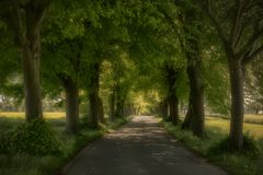 Lindenallee auf Rügen