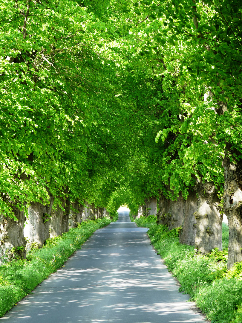 Lindenallee bei Krakow am See, Mecklenburg