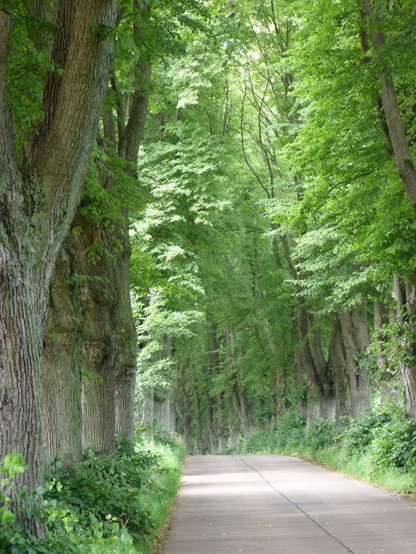 Lindenallee bei Krummin (Teil 2)