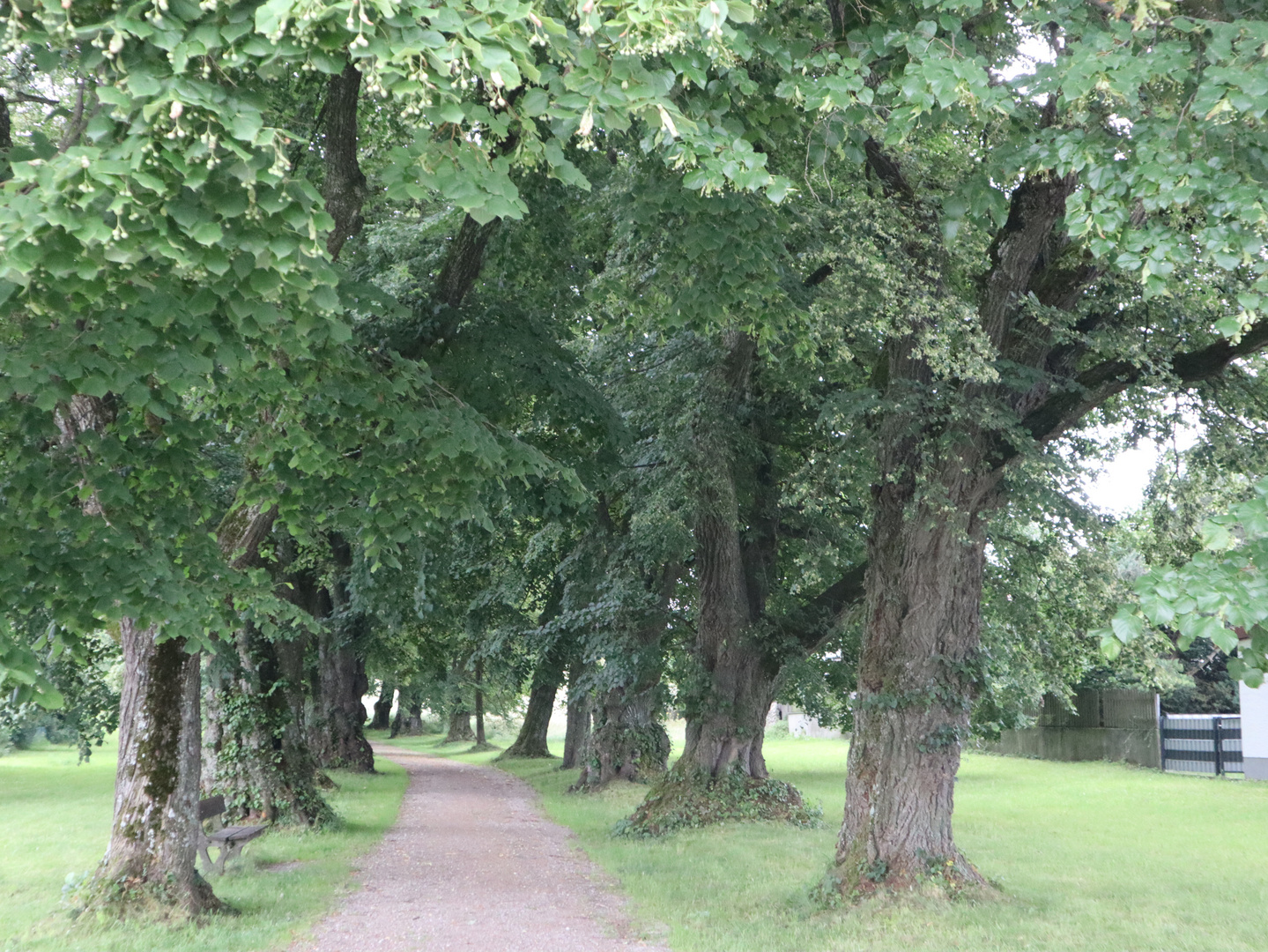 Lindenallee bei Mindelheim, Stadtreil Nassenbeuren