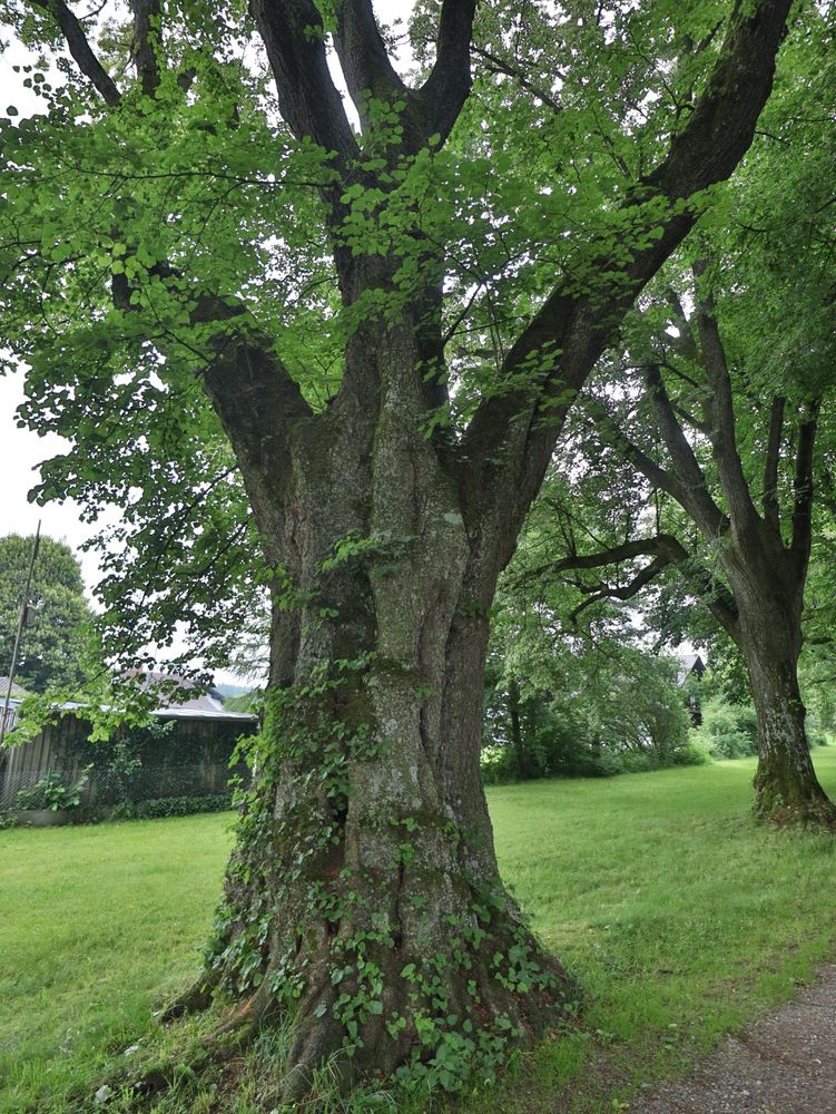 Lindenallee bei Mindelheim, Stadtreil Nassenbeuren