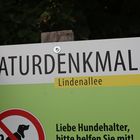 Lindenallee bei Mindelheim, Stadtreil Nassenbeuren