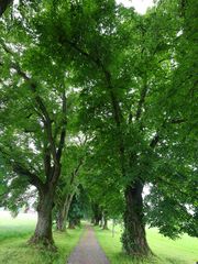 Lindenallee bei Mindelheim, Stadtreil Nassenbeuren