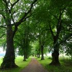 Lindenallee bei Mindelheim, Stadtreil Nassenbeuren