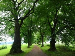 Lindenallee bei Mindelheim, Stadtreil Nassenbeuren