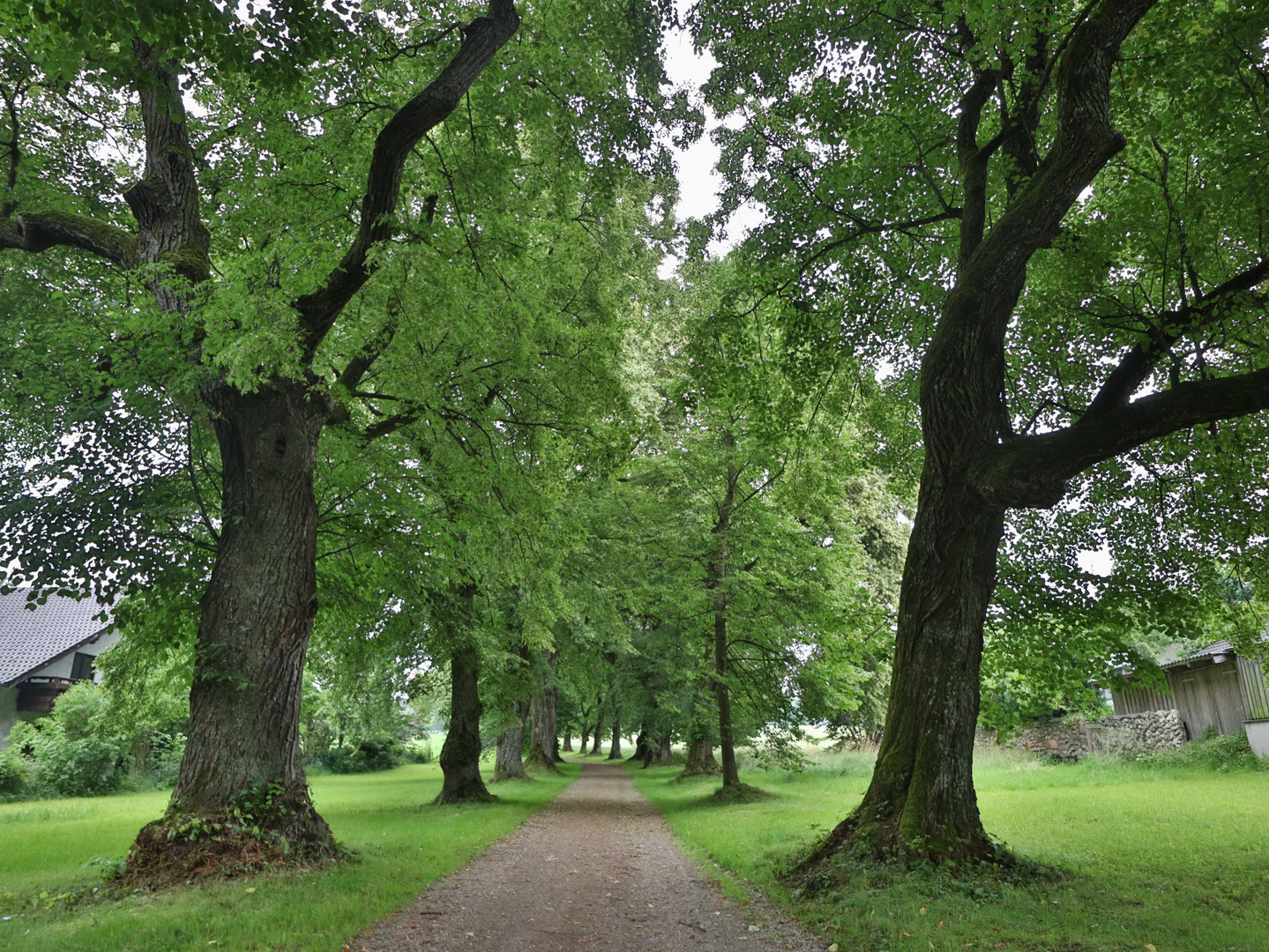 Lindenallee bei Mindelheim, Stadtreil Nassenbeuren