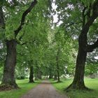 Lindenallee bei Mindelheim, Stadtreil Nassenbeuren