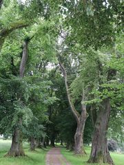 Lindenallee bei Mindelheim, Stadtreil Nassenbeuren