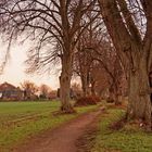 LIndenallee bei Parkentin