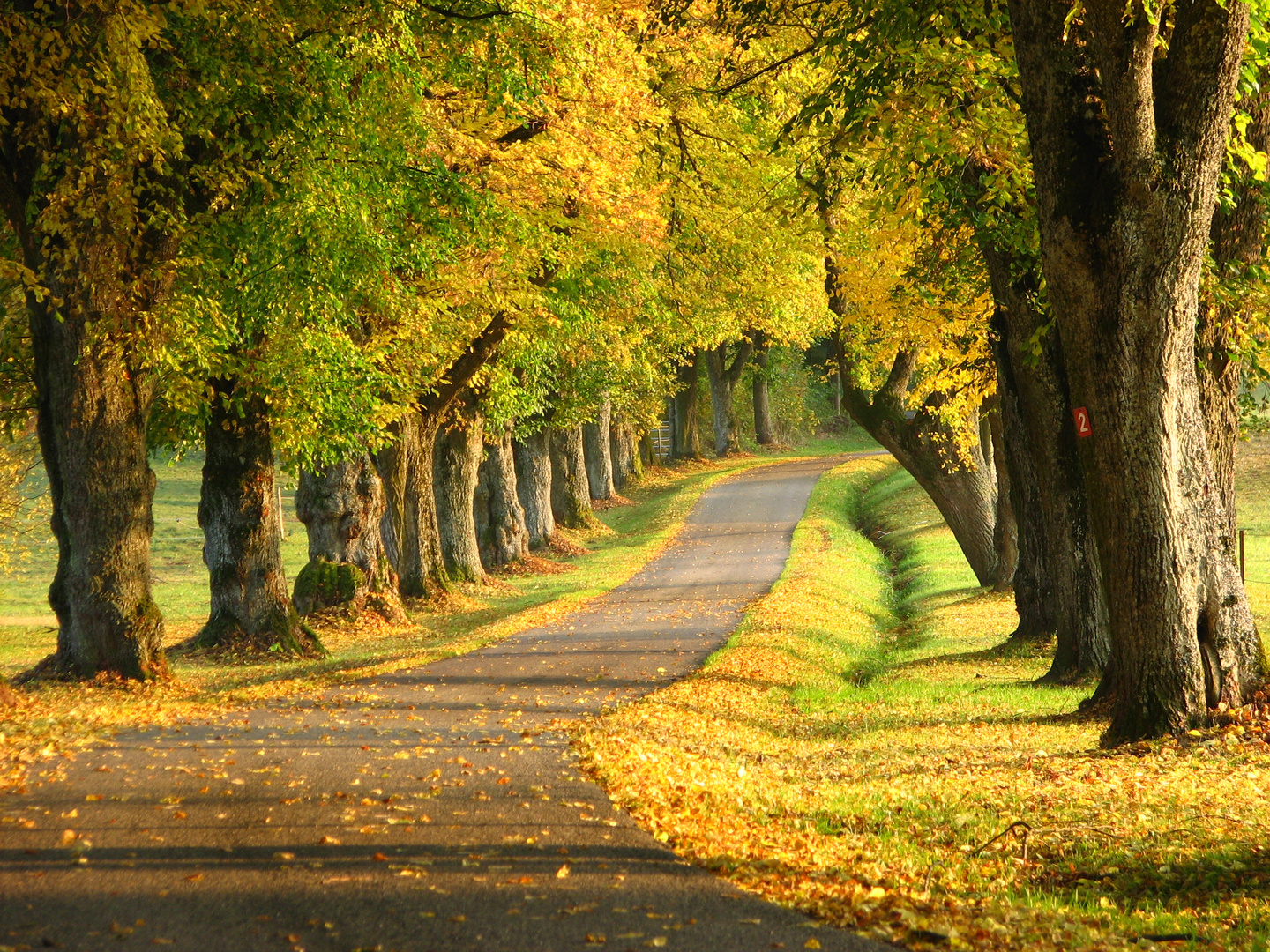 Lindenallee Foto & Bild deutschland, europe, baden württemberg