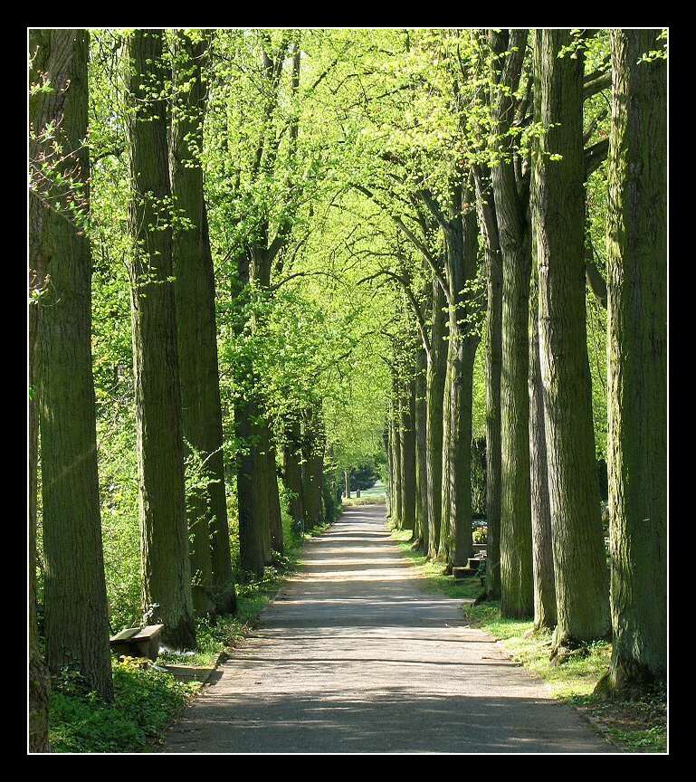 Lindenallee im Frühling