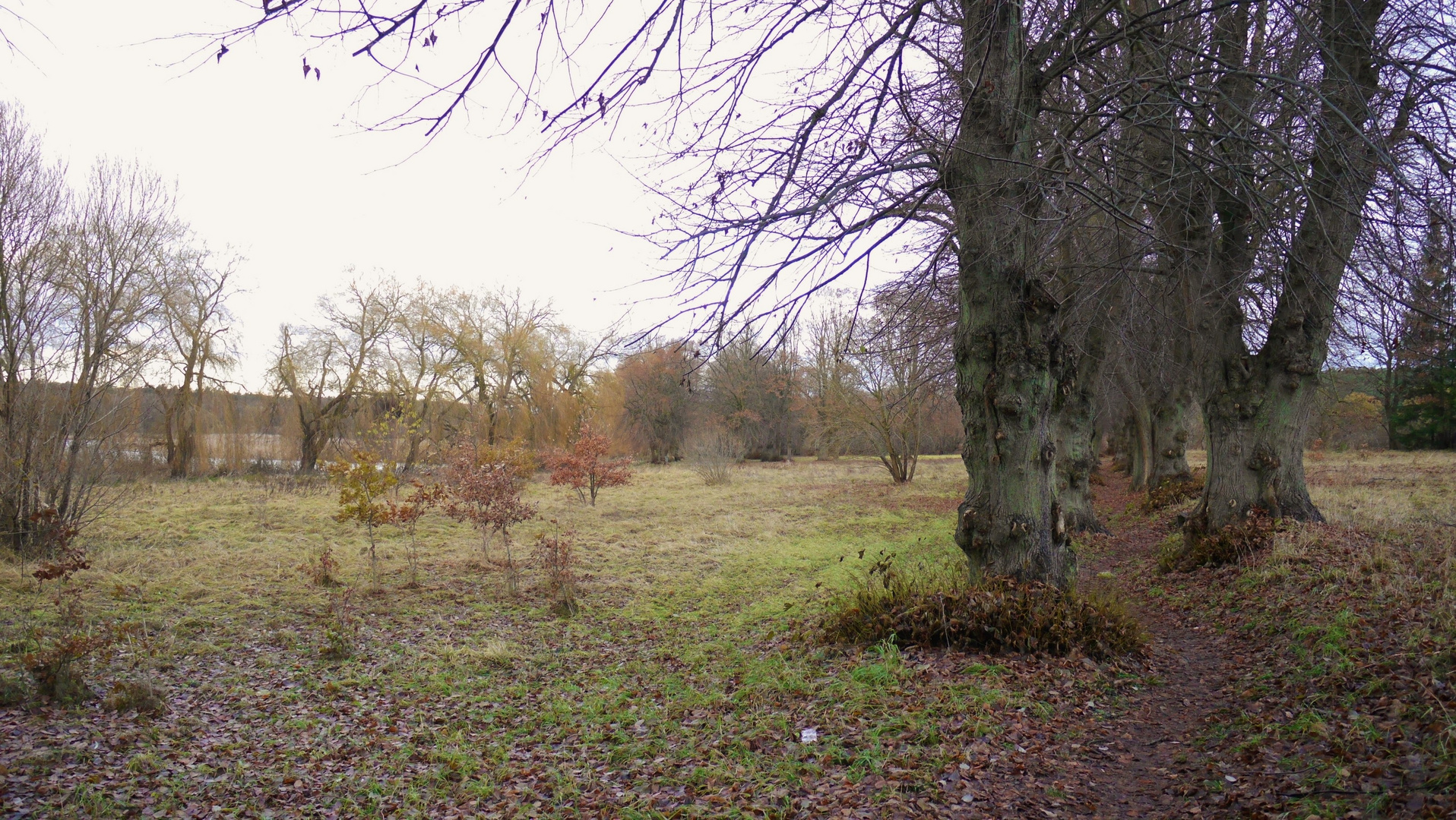 Lindenallee im Herbst 