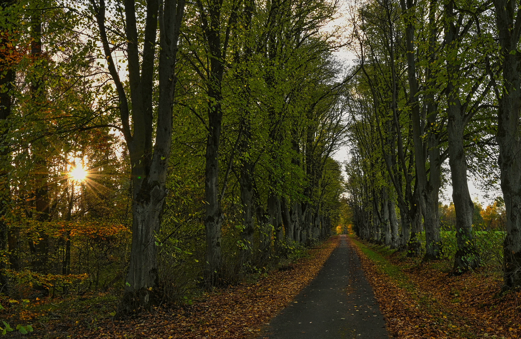 Lindenallee im Herbst