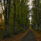 Lindenallee im Herbst