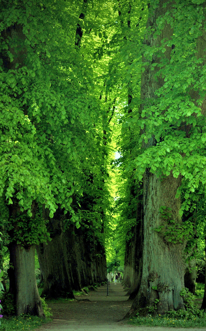 Lindenallee im Hirschpark