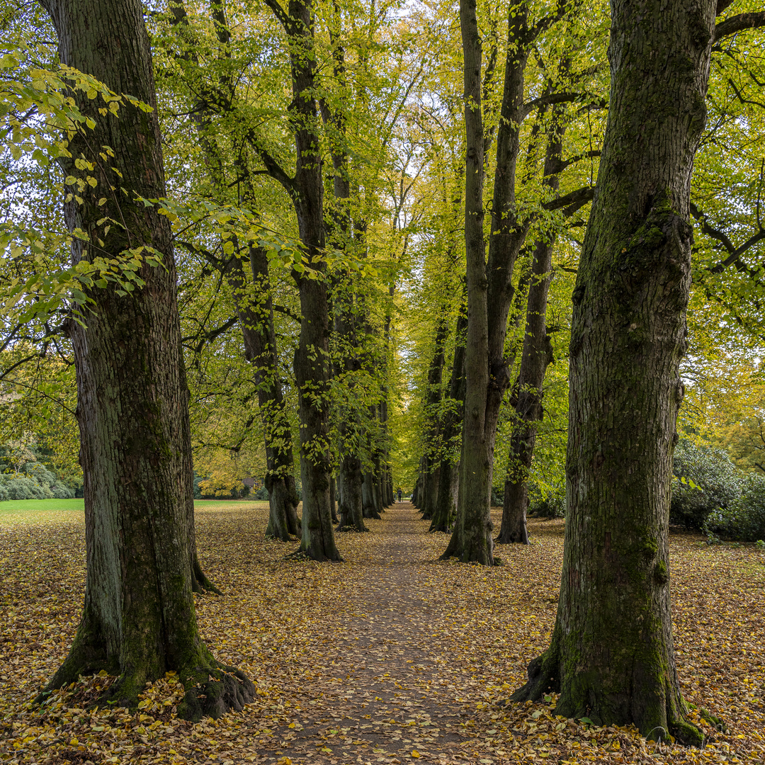 Lindenallee im Hirschpark