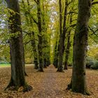 Lindenallee im Hirschpark