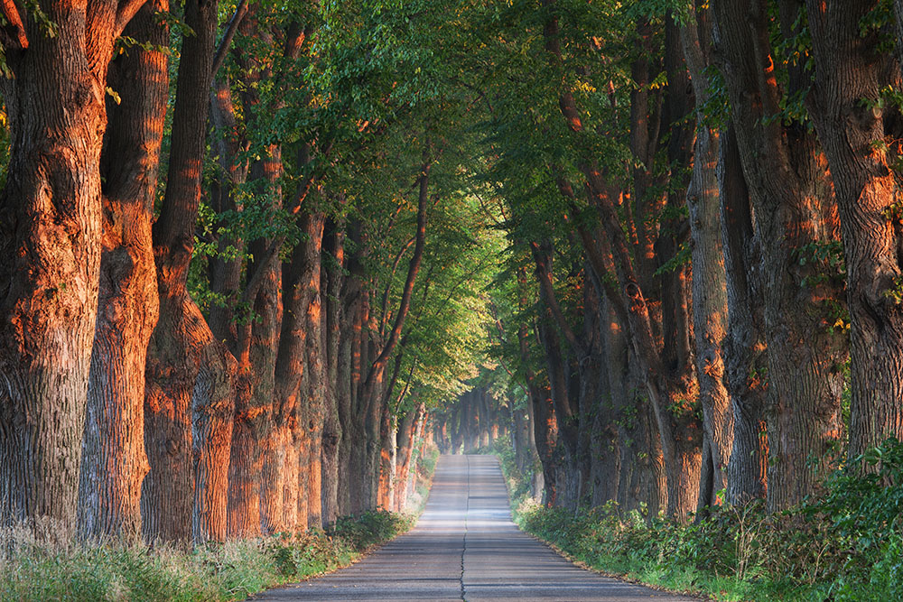 Lindenallee im Morgenlicht