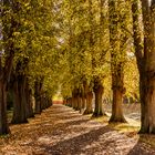 Lindenallee im Schlosspark Bothmer