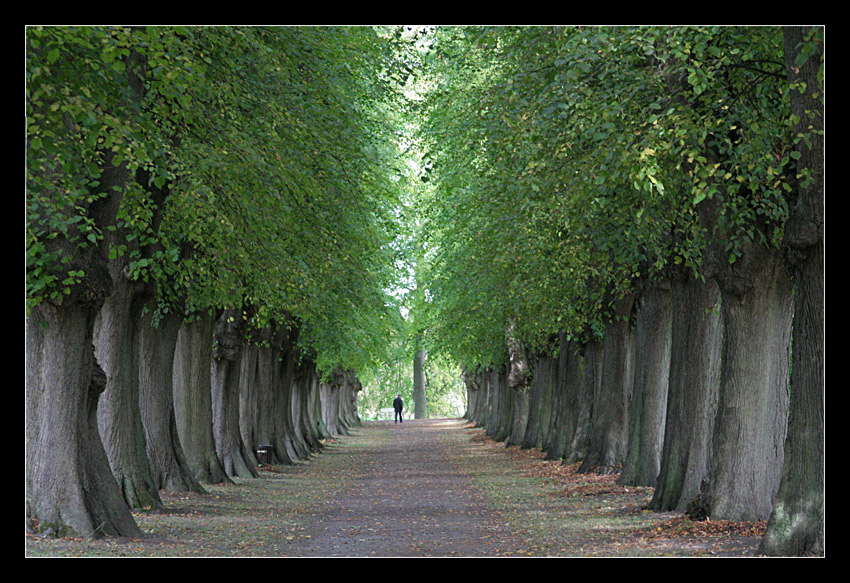 Lindenallee im Schloßpark Bothmer