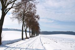 Lindenallee im Schnee