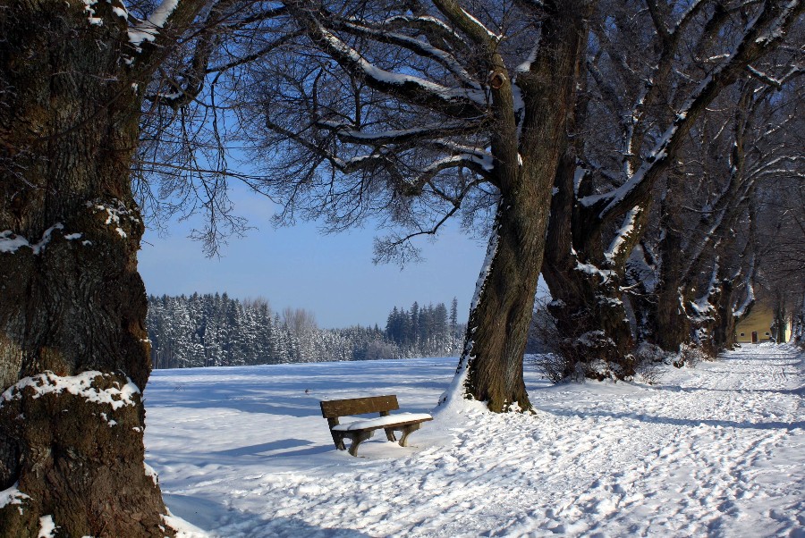 Lindenallee im Winter