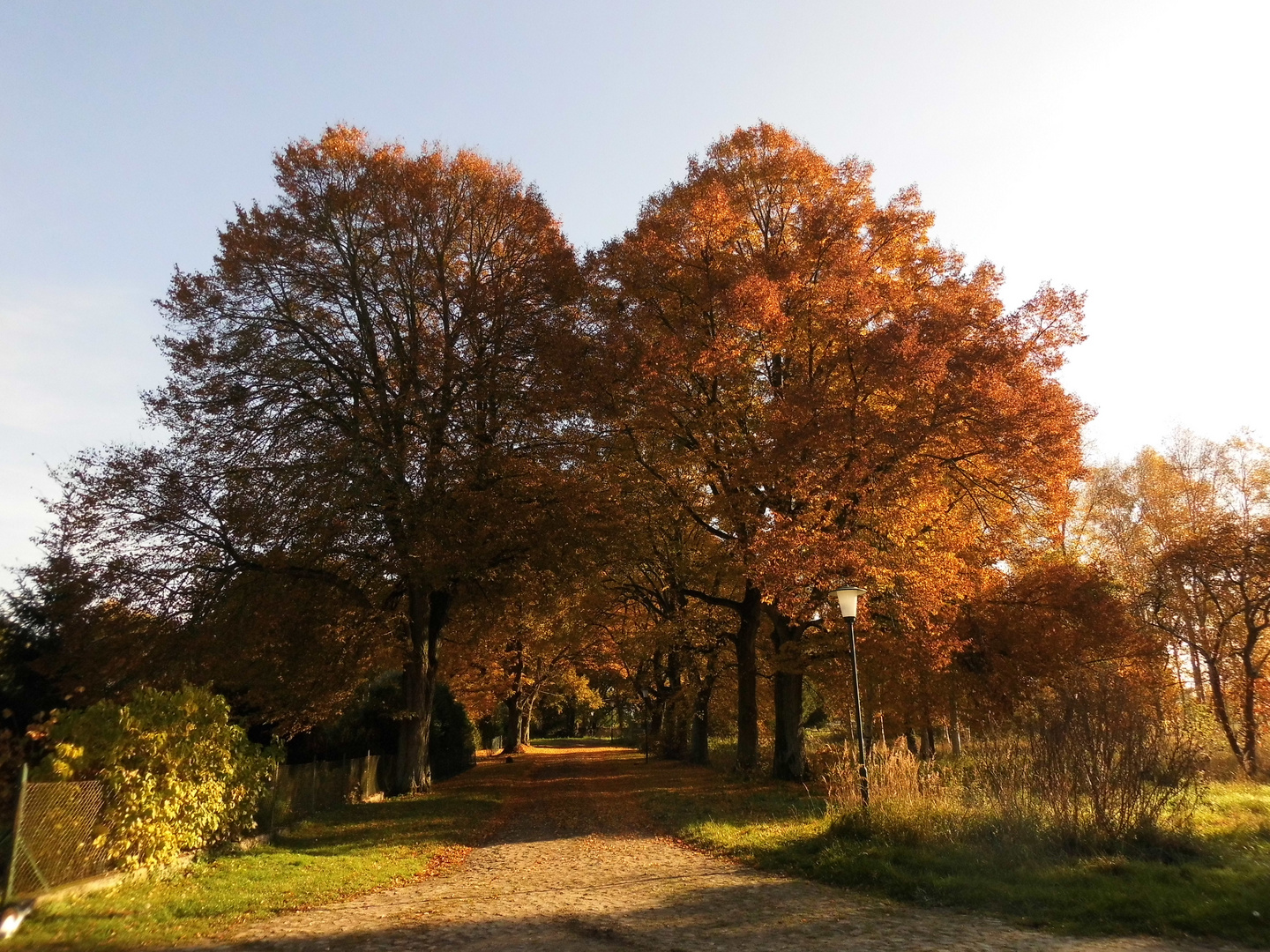 Lindenallee in Drosedow, bei Loitz, Oktober 2015