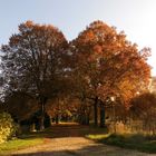 Lindenallee in Drosedow, bei Loitz, Oktober 2015