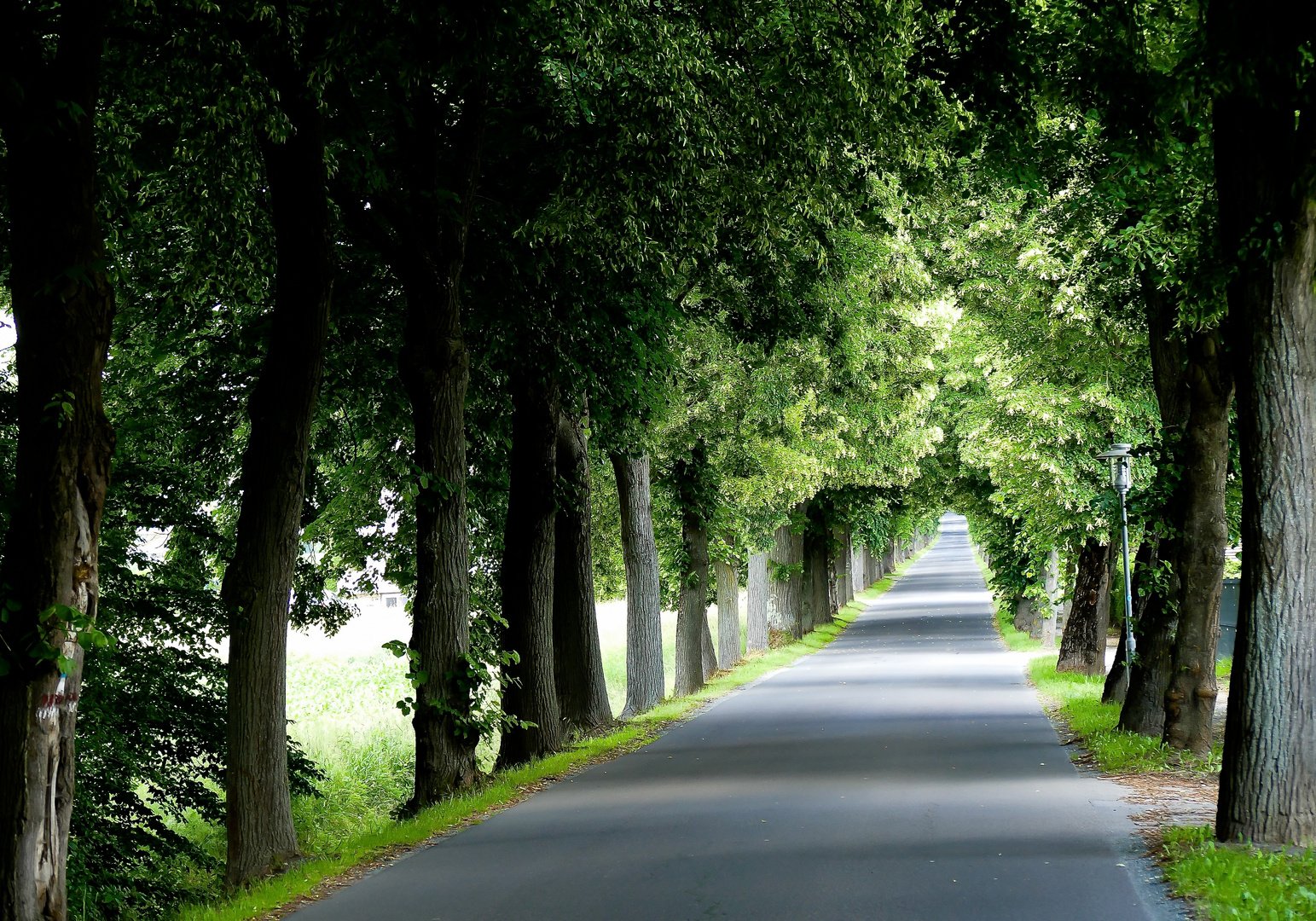 Lindenallee in Jennersdorf