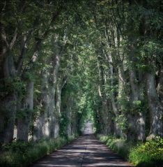 Lindenallee in Krummin - Usedom