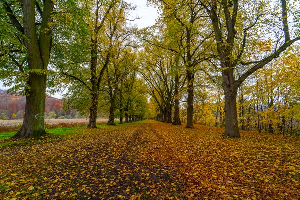 Lindenallee Rottleberode