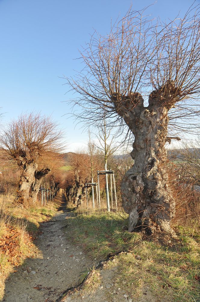 Lindenallee zum Heiligenberg