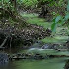 Lindenbach im Sommer