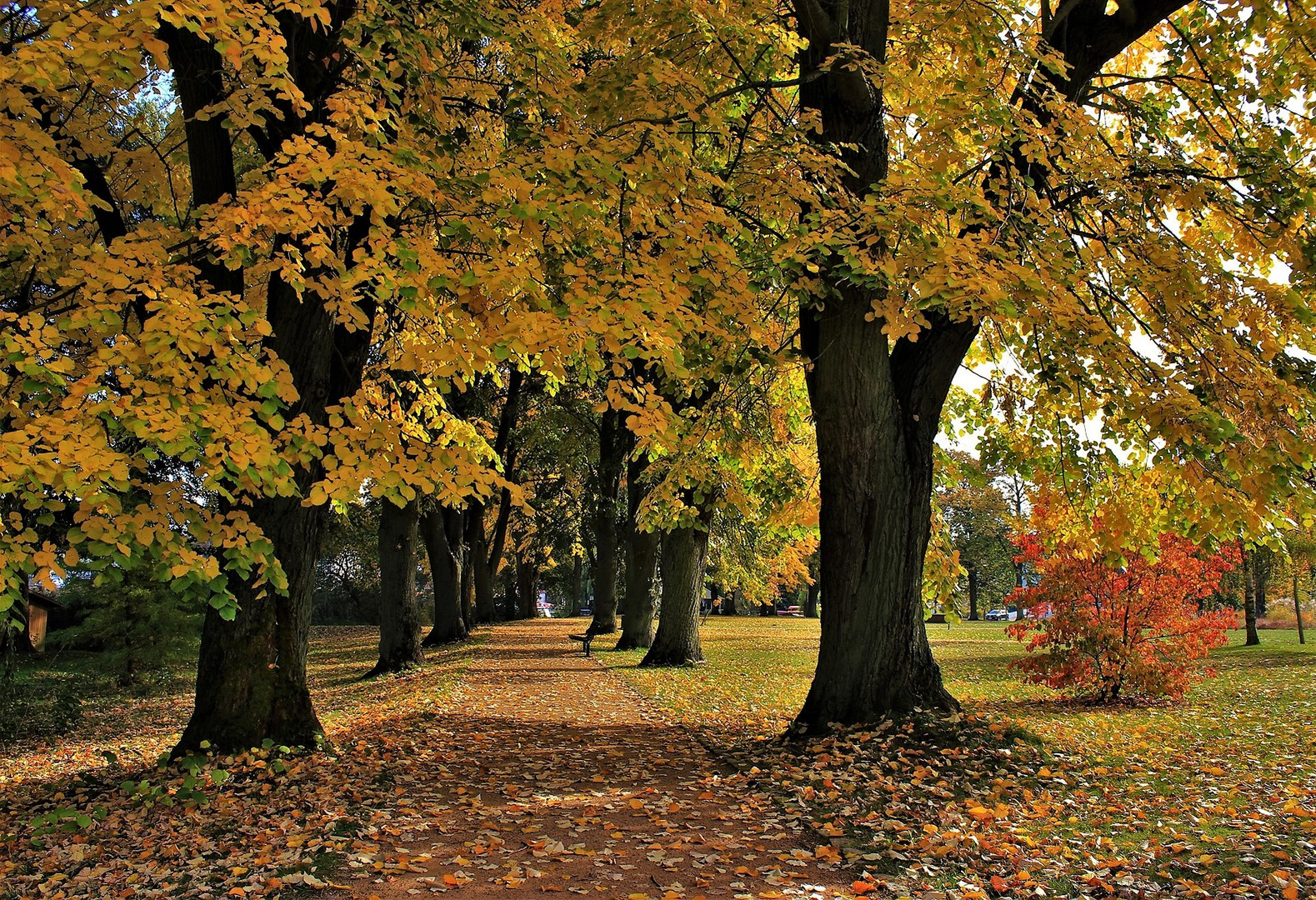 Lindenbäume im Herbstkleid