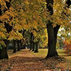 Lindenbäume im Herbstkleid