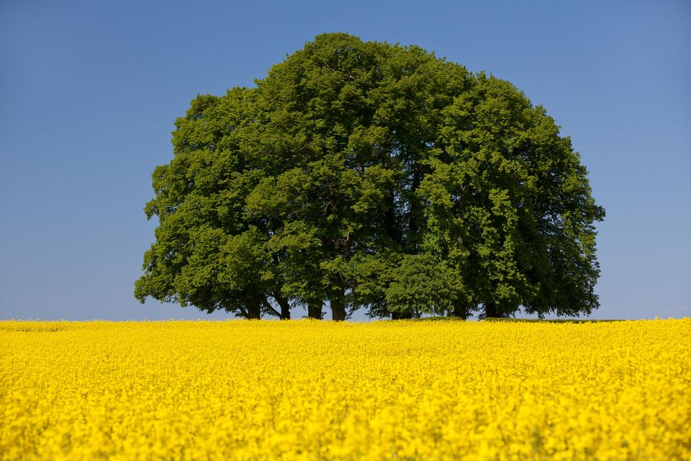 Lindenbäume im Raps