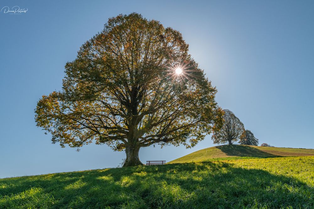 Lindenbaum Foto & Bild landschaft, landschaften, bäume Bilder auf