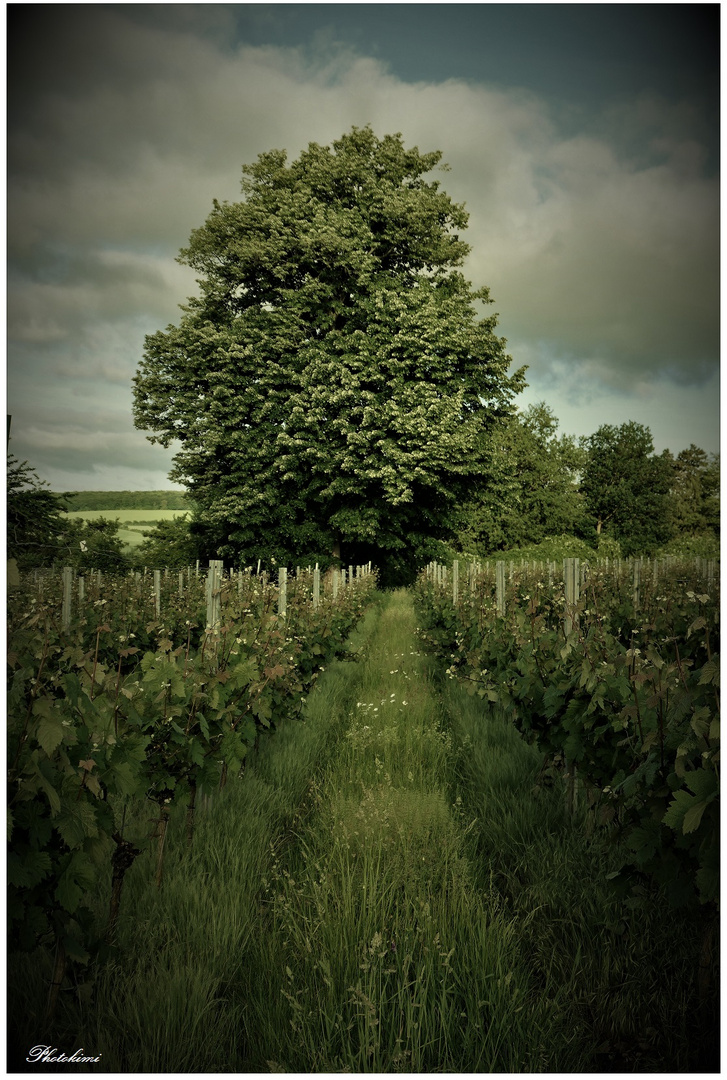 Lindenbaum auf dem Weinberg