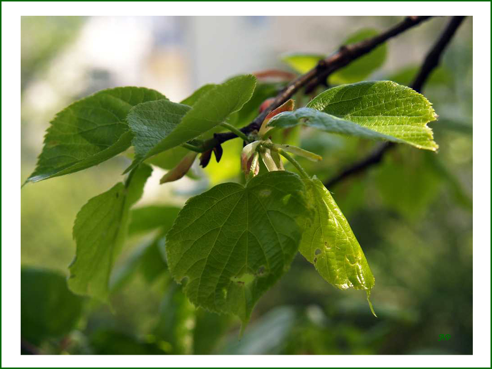 Lindenbaum...