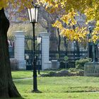 Lindenbaum im Burggarten