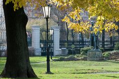 Lindenbaum im Burggarten