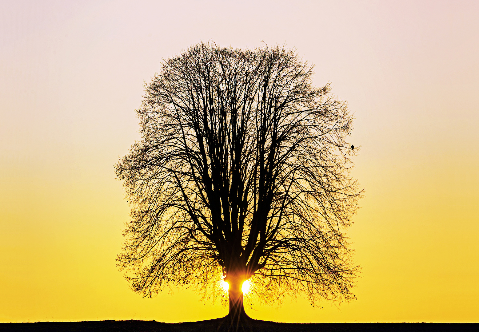 Lindenbaum im Gegenlicht bei Sonnenuntergang