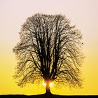 Lindenbaum im Gegenlicht bei Sonnenuntergang